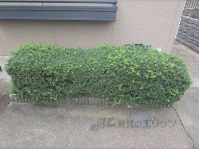 植栽