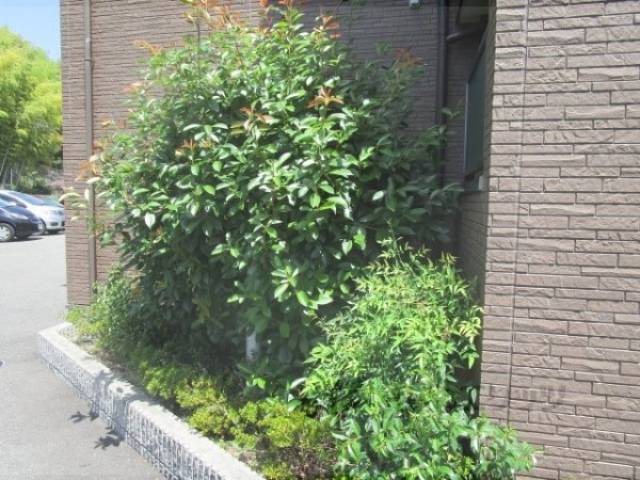 植栽