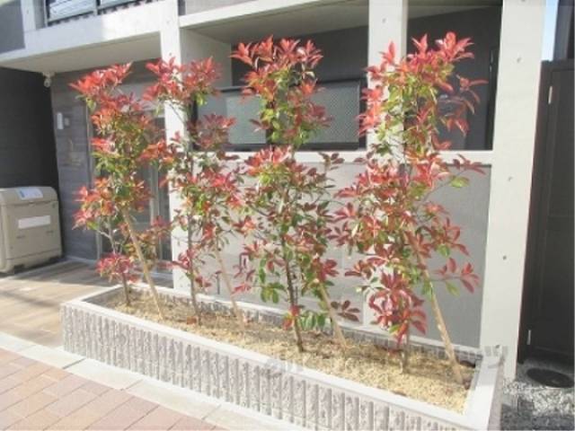 植栽