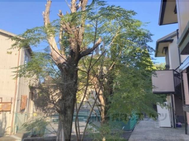 植栽