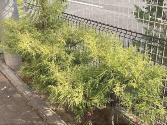 植栽