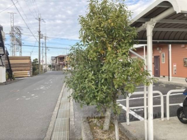 植栽