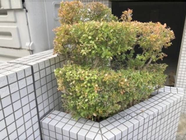 植栽