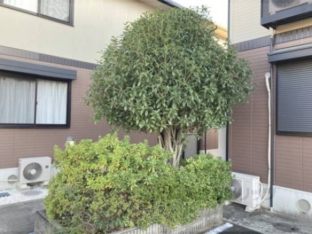 植栽