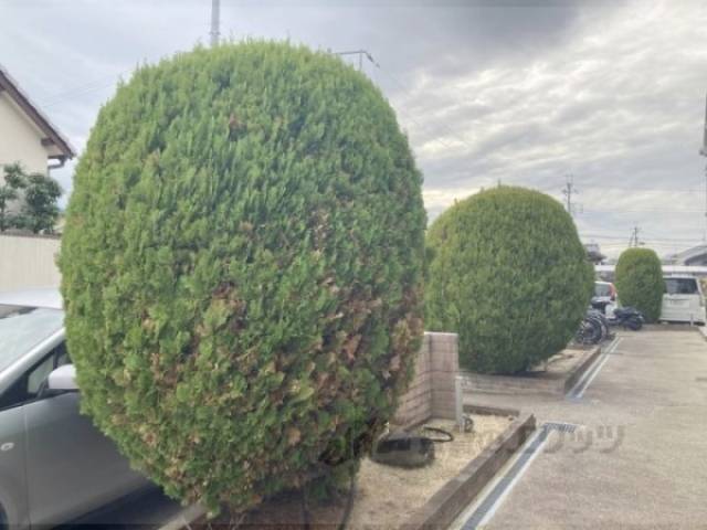 植栽