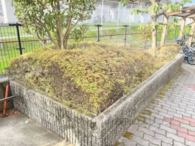 植栽