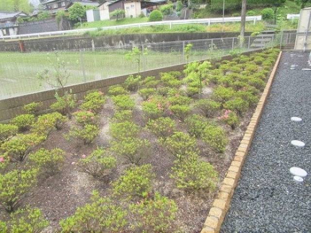 植栽
