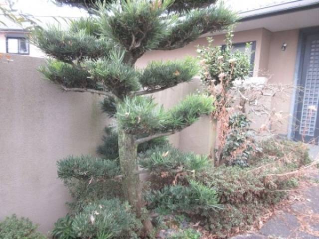植栽
