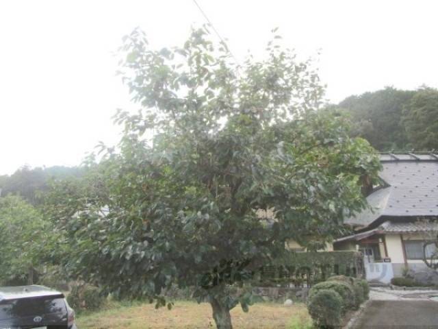 植栽　柿の木