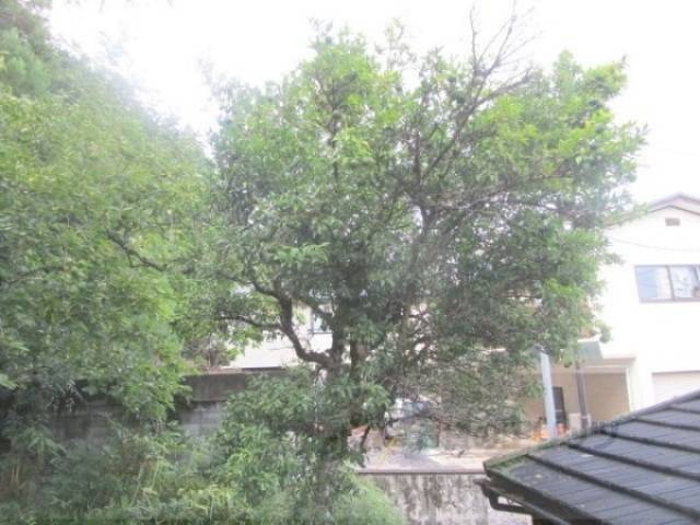 植栽　柚子の木