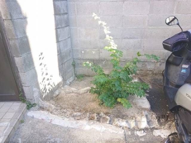 植栽