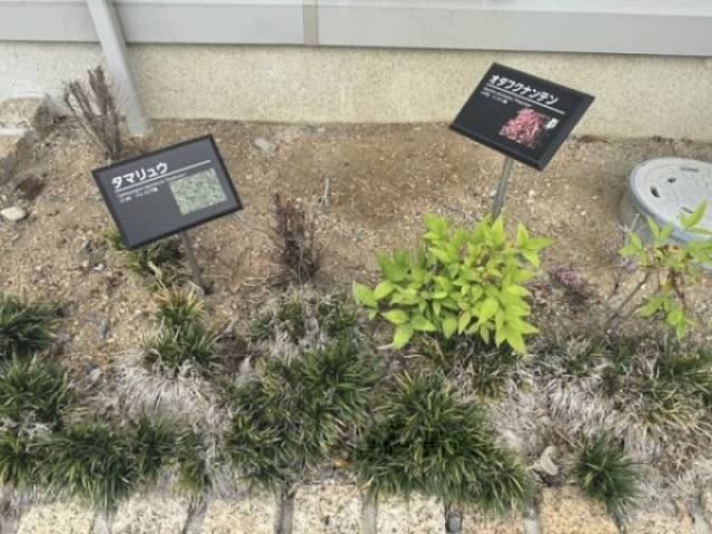 植栽