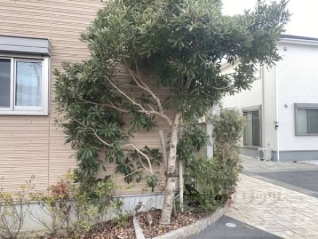 植栽