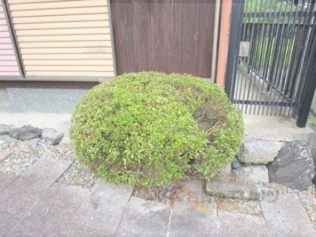 植栽