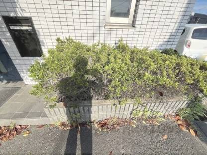 植栽