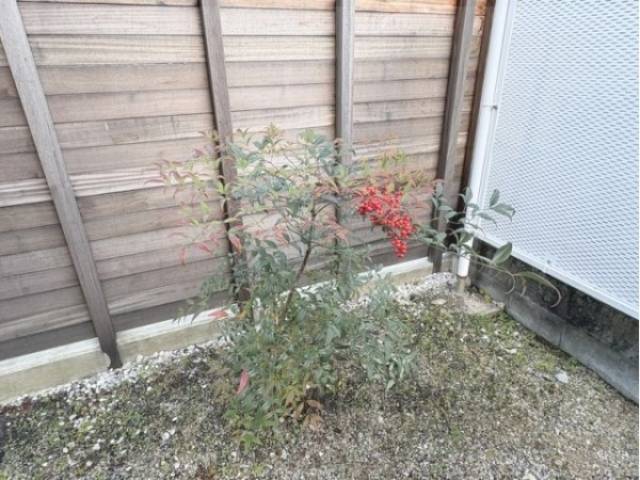 植栽