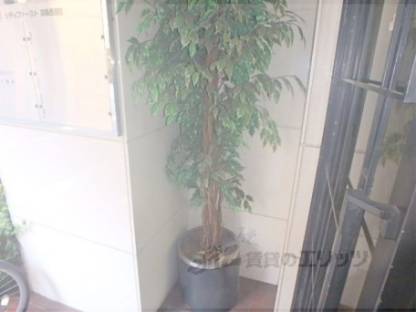 植栽