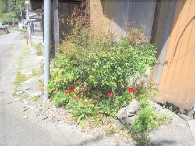 植栽