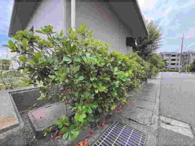 植栽