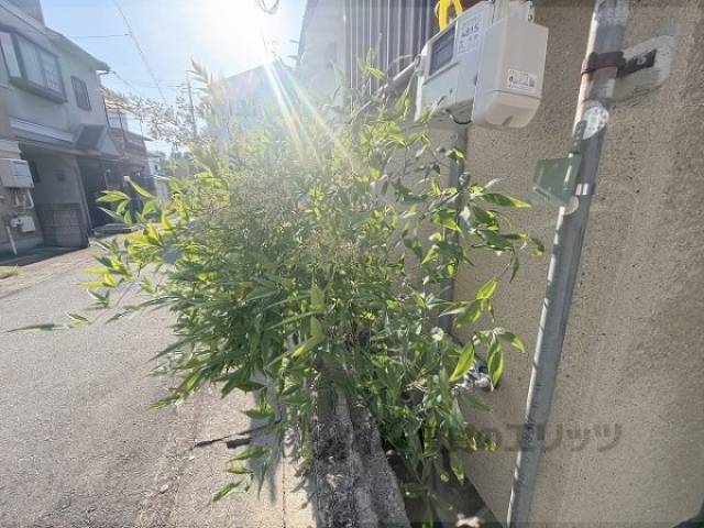 植栽