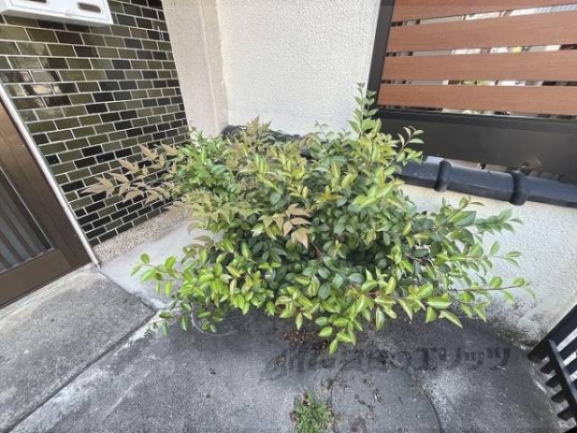 植栽