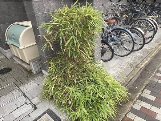 植栽