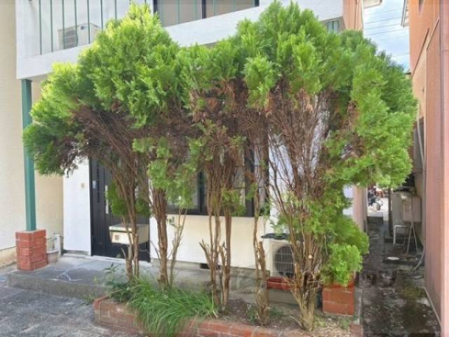 植栽