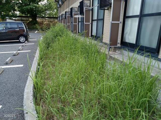 植栽