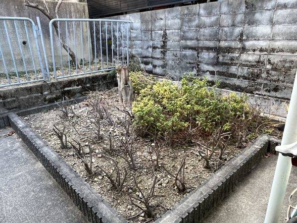 庭