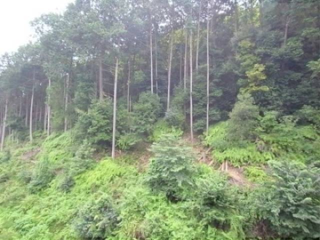 眺望　緑が多く、気持ちいいですね。