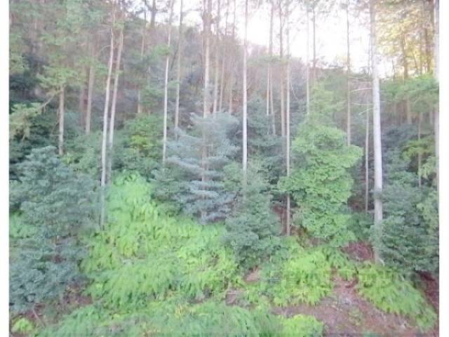 眺望　目の前、山です。