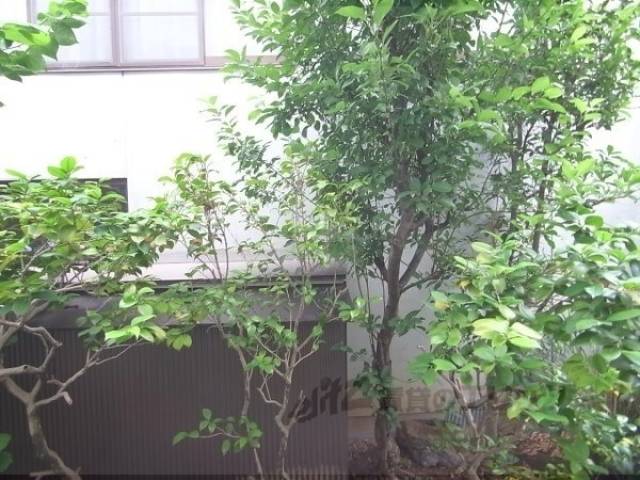 眺望　植栽があります