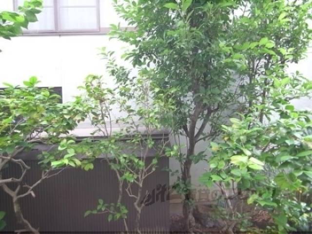 眺望　植栽があります
