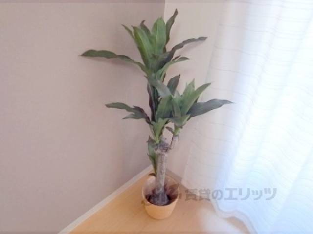 観葉植物