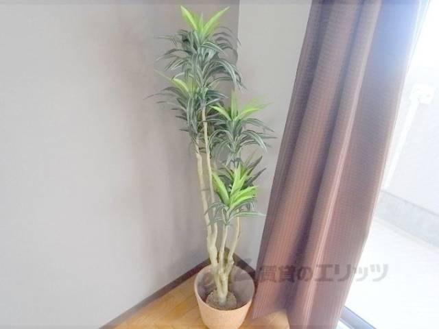 観葉植物
