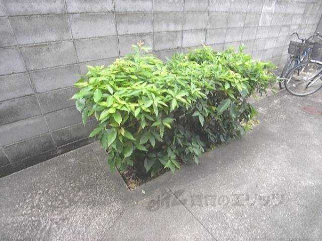 玄関　植え込み