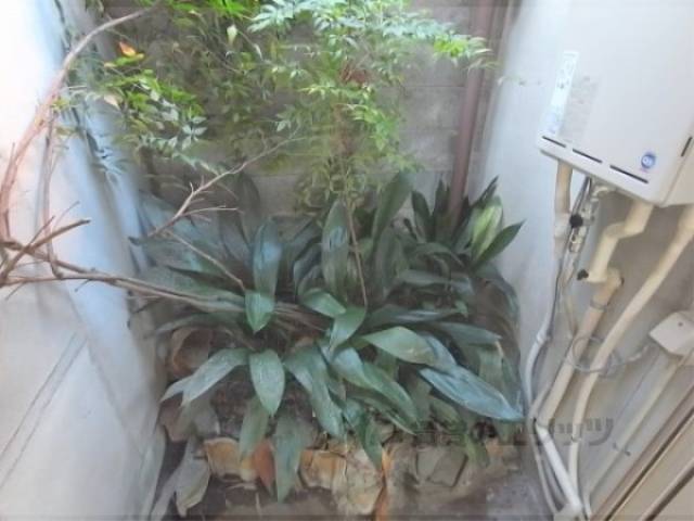 庭