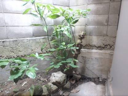 ベランダ　庭