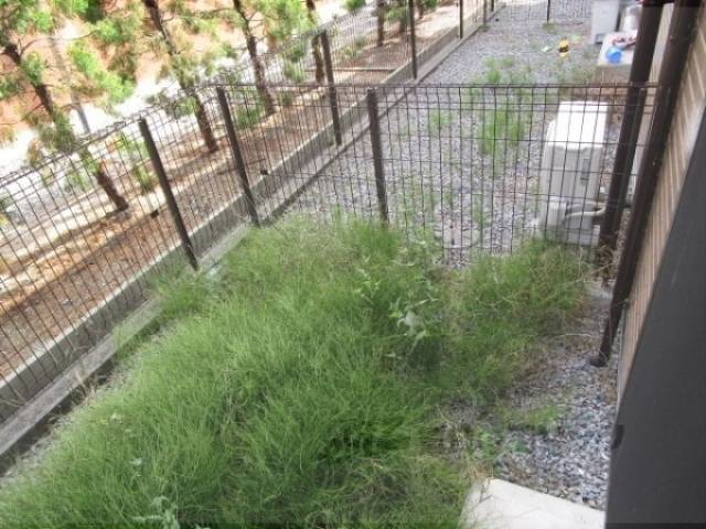 庭