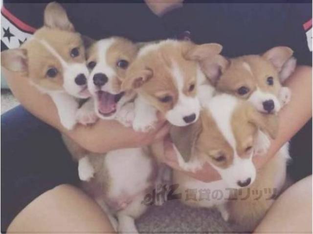 イメージ写真　小型犬可