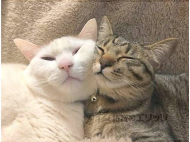 イメージ写真　猫可