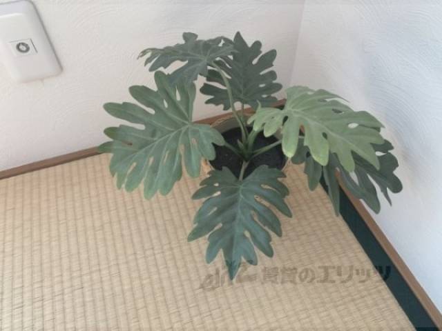 観葉植物