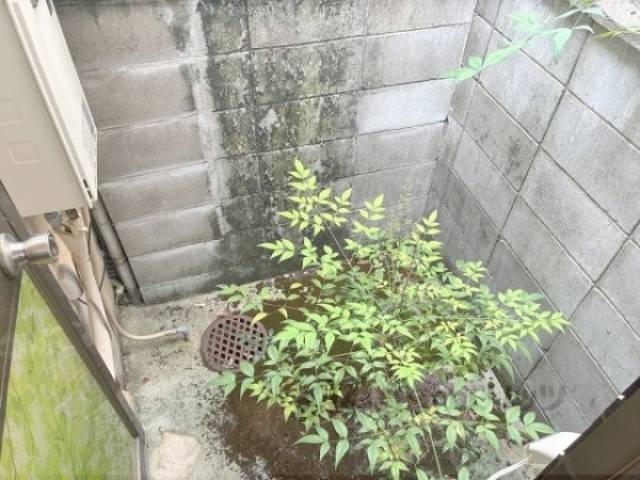 庭
