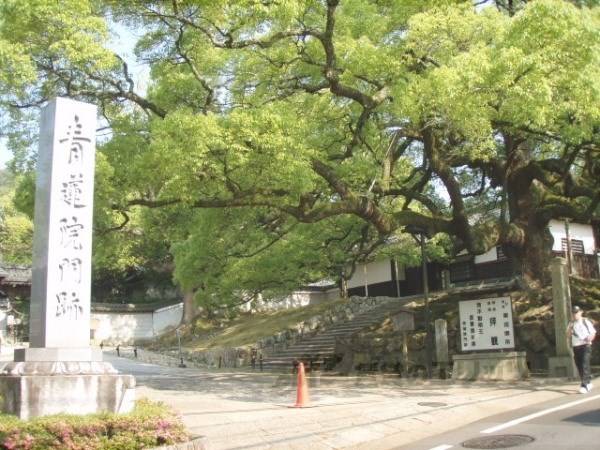 青蓮院