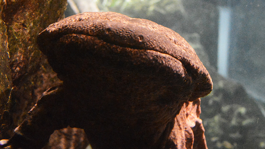 【画像】京都水族館①