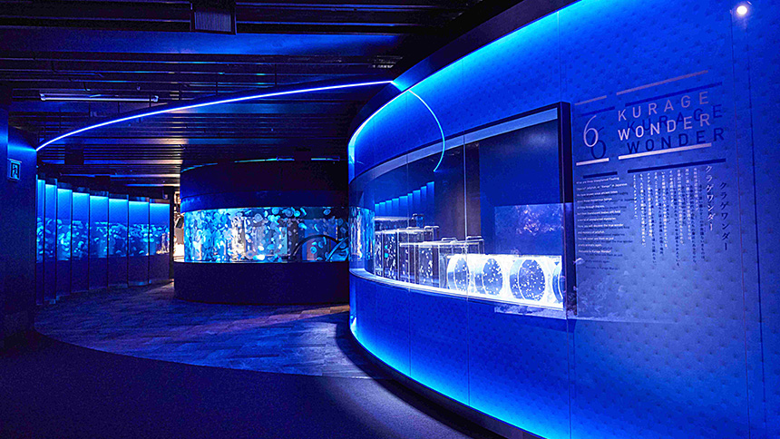 【画像】クラゲワンダー①