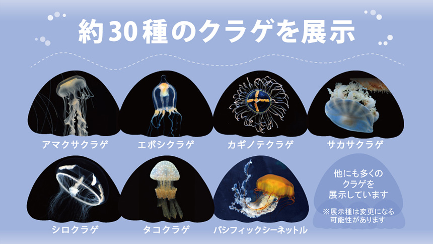 【画像】クラゲワンダー④
