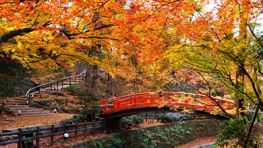 画像②紅葉